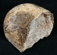 Partial Hadrosaur Metatarsal (Toe) Bone #9971-1